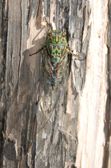 Eine Grille, die furchtbaren Laerm machen kann.