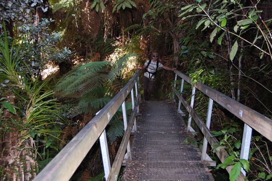 ...ueber Bruecken durch den Kuestenwald...
