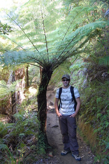 ... und grosse Baumfarne.