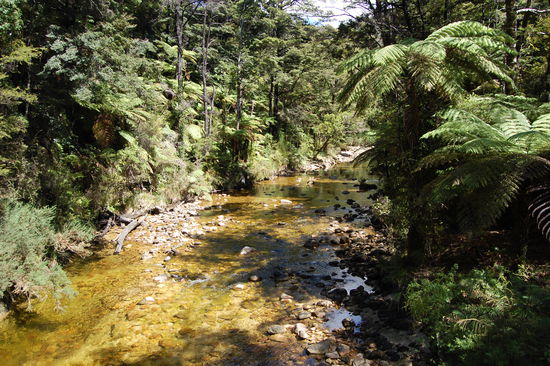 Auf der einen Seiter dichter Wald...