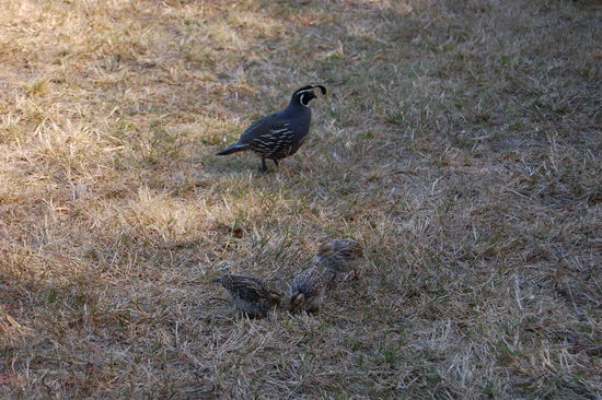 Diese Voegel sind total witzig da sie so ein Ding auf dem Kopf haben und anstatt fliegen ganz schnell rennen koennen.