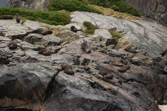 Hier leben viele kleine Pelzrobben.