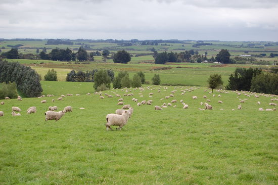 Endlich mal Schafbilder...