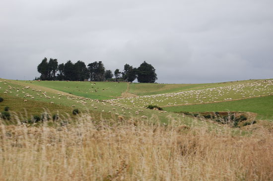 ...und noch mehr Schafe 