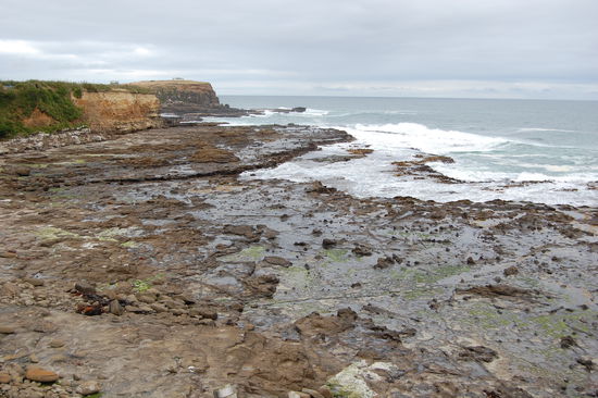 Versteinerter Wald aus der Jurazeit.