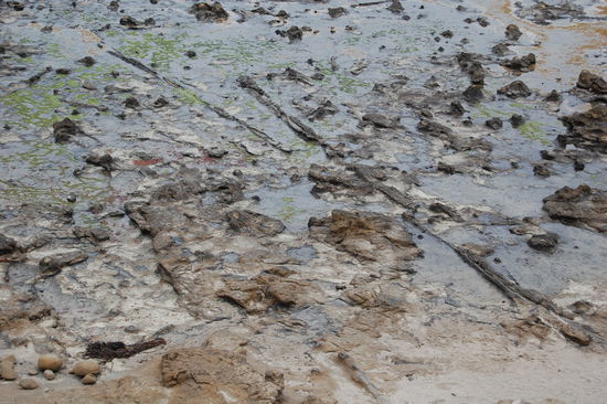 Hier sind zwei versteinerte Baumstaemme gut zu erkennen.