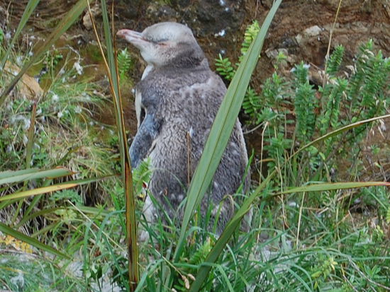 Ein Gelbaugenpinguinjunges.