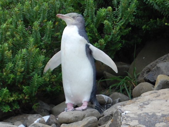 Dieser laesst sich vom Wind trocknen.