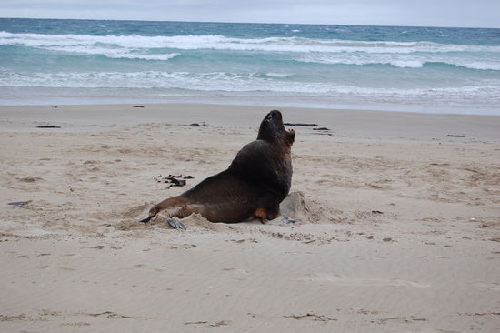Hier ein ausgewachsenes Maennchen. Sie koennen bis zu 2,5m gross werden, was dieses schaetzungsweise auch war.