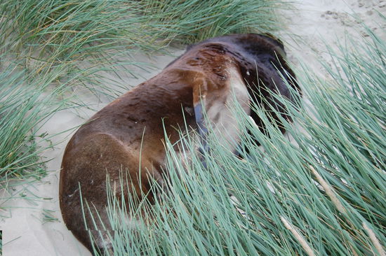 Die sehen Loewen wirklich sehr aehnlich wegen der Maehne um den Hals!