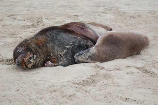Ein Weibchen mit Jungem.
