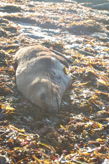 Eine Pelzrobbe am Strand.