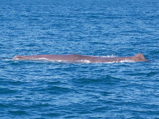Vorderer Teil der Koerpers an der Oberflaeche...