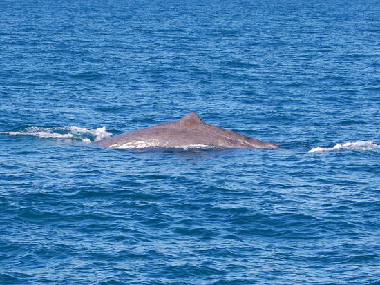 ...die Rueckenflosse...