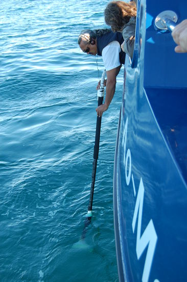 Der Kapitaen hoert nach weiteren Walen.