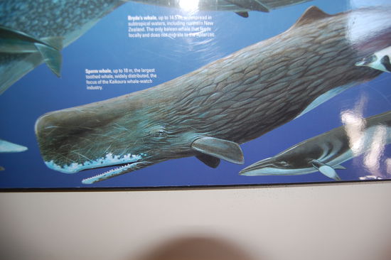 Und so sieht ein Pottwal komplett aus.