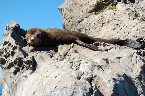 Wieder mal ein paar Pelzrobben.