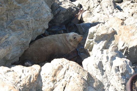 Die sind so suess mit ihren Knopfaugen.