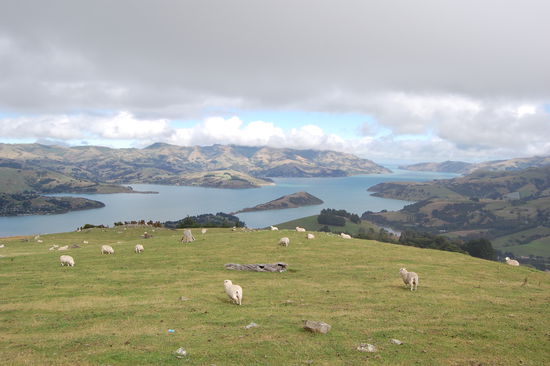 Auf dem Weg nach Akaroa.