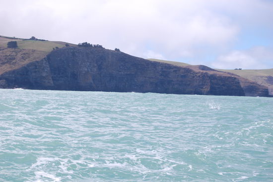 Wo sind denn die Delphine?