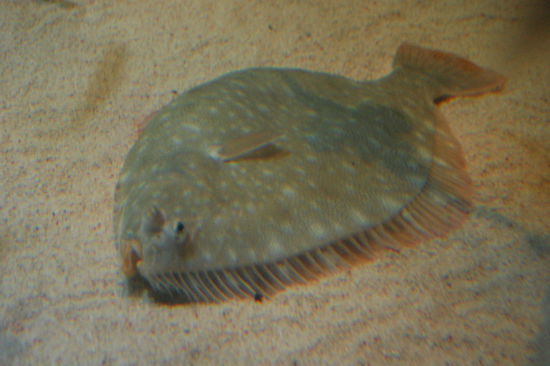 Eine Flunder und die schwimmt wirklich irgendwie falsch rum und hat beide Augen auf einer Seite!?