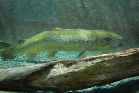 ...noch einer, denen moechte ich im Wasser nicht begegnen, die sehen irgendwie boese aus.