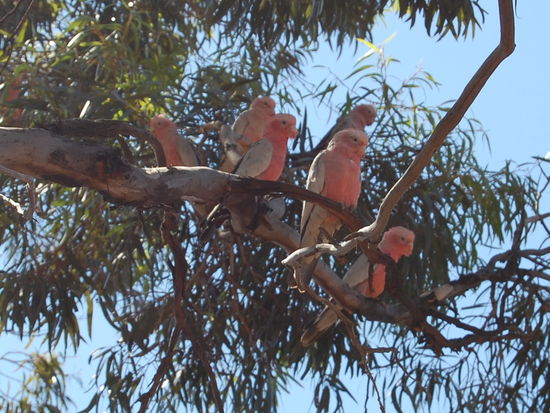 Unterwegs zum "Wave Rock" treffen wir diese netten Kerlchen...