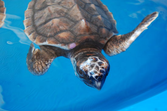 ...wie diese kleine Schildkroete.