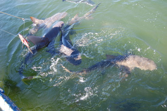 Ein Haibecken gabs auch...