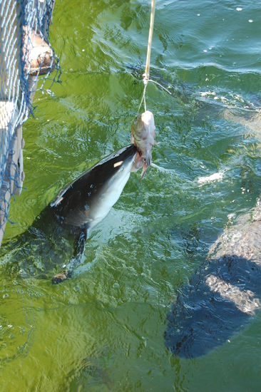 ...mit vielen hungrigen Haien.