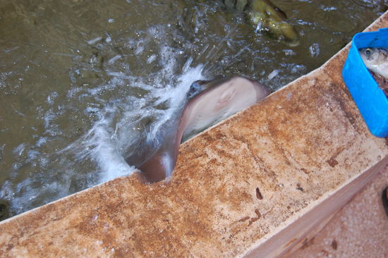 Erkennt ihr was das ist? Ein kleiner Rochen, der gefuettert werden will 