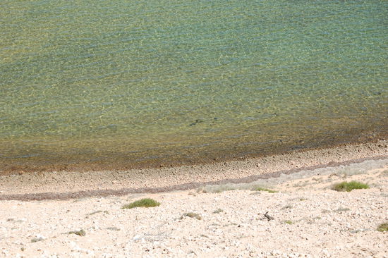 Der schwarze Fleck ziemlich genau in der Mitte des Bildes ist ein Hai!!!