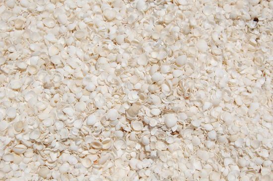 Tausende von kleinen Muscheln...