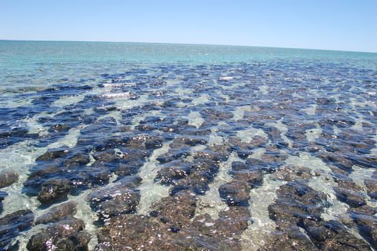 Stromatolithenkolonie in der westaustralischen Shark Bay (Hamelin Pool).