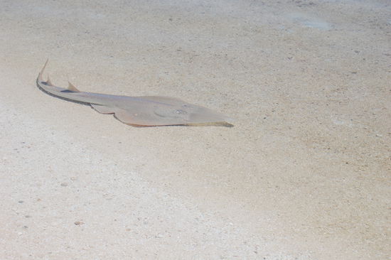 ...ein Geigenrochen, direkt am Strand.