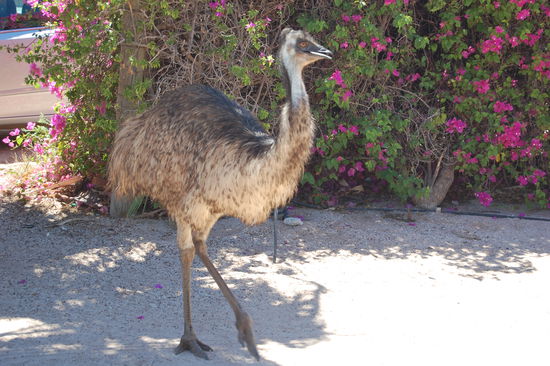 Diese netten Gefiederfreunde waren immer Rund um den Campground...