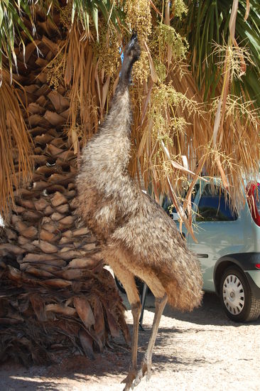 ...und es war sehr amuesant, ihnen beim "Futter besorgen" zuzuschauen. Dabei springen sie naemlich ziemlich hoch, um an die Palmenfruechte zu kommen.