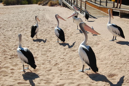 Auch Pelikane gab es zahlreich...