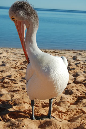 ...Pflege muss sein...