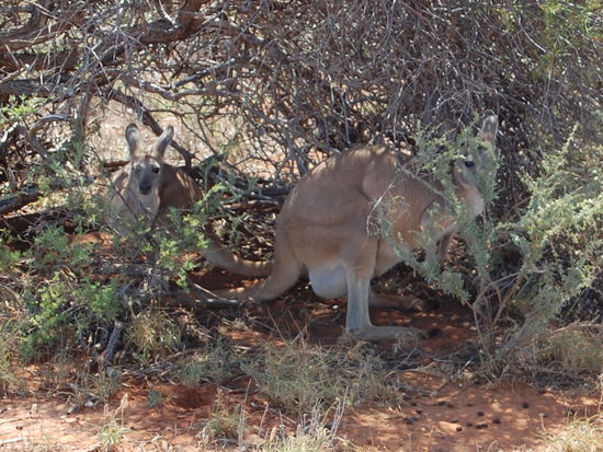 Und Kaengurus gibt es auch...