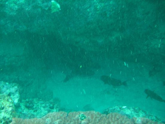Hier unseren ersten beiden Weissspitzen-Riffhaie unter einem Felsen.