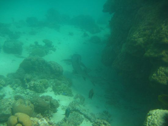 Und da schwimmt noch einer.