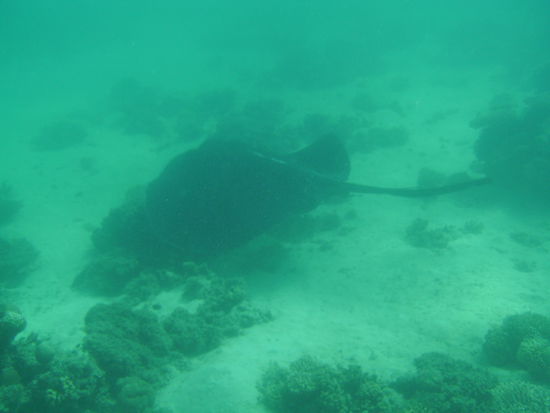 Ein riesiger (ca. 1,60m grosser) Stachelrochen.