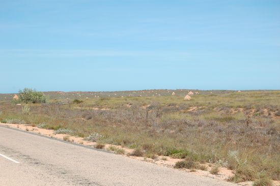 Auf dem Weg von Exmouth nach Coral Bay ist die Landschaft uebersaeht mit Termitenhuegeln...