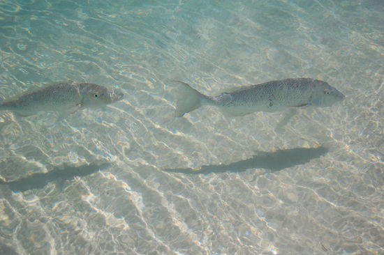 ...sodass man die Fische auch so beobachten kann.