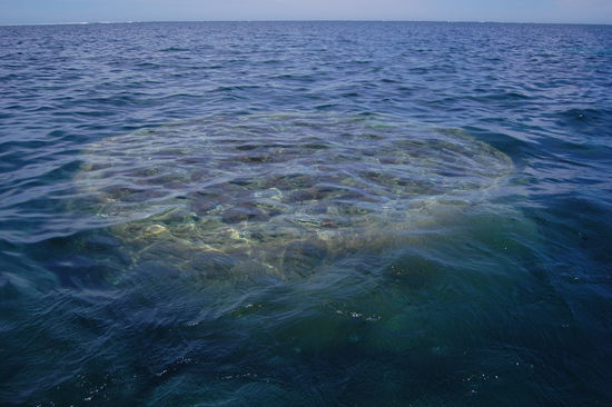 Diese Korallenformation wird "Ayers Rock" genannt.