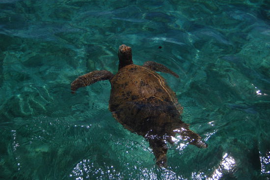 Eine Turtle beim Luftholen.