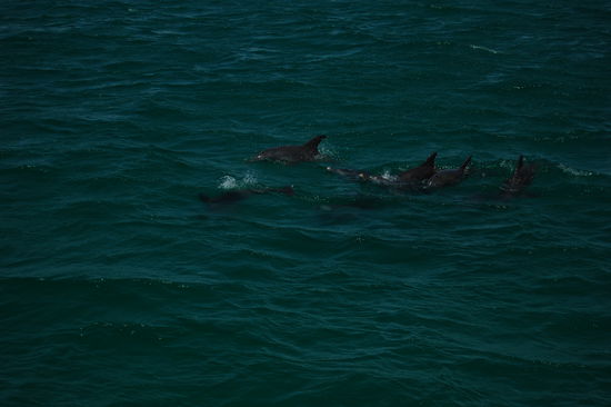 Eine Gruppe von ca. 8 Delphinen begleitet unser Boot.