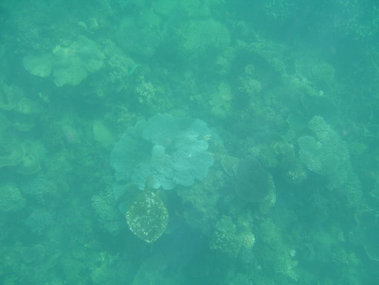 SUCHBILD:
Was seht ihr?
Antwort: eine Schildkroete!!!
Seht ihr sie?