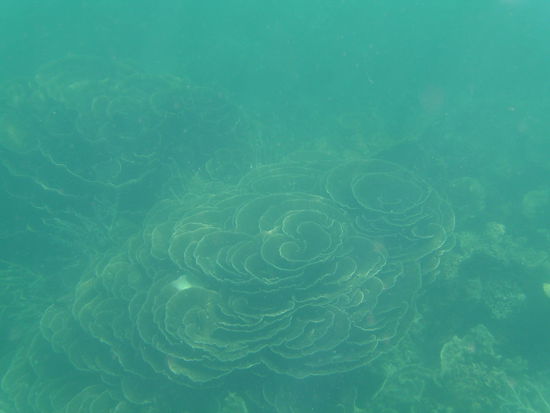 Diese Korallen sehen aus wie Rosen.